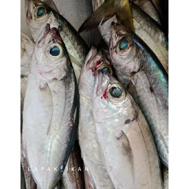 

Ikan Kembung Mata Besar Segar 1~Kilogram