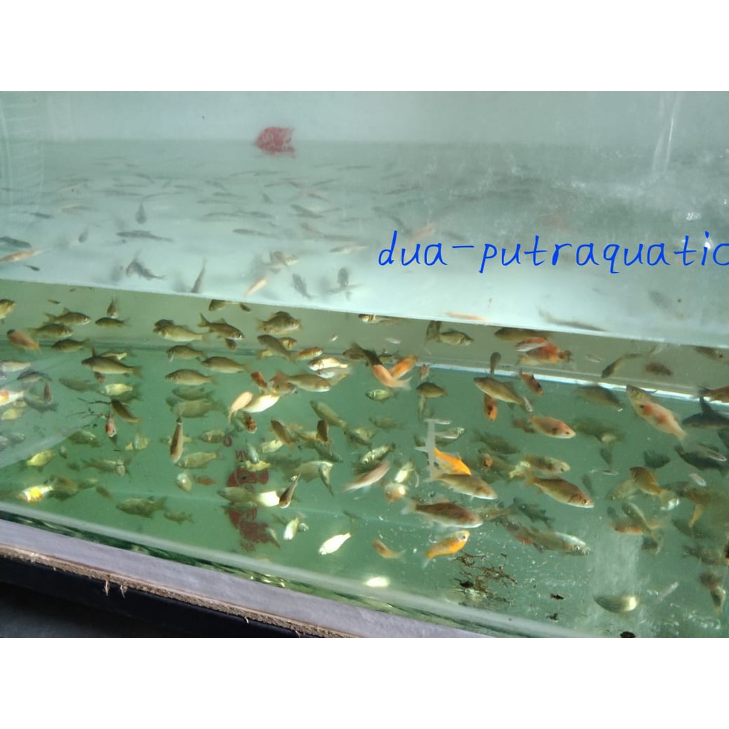 Anak Ikan Mas/ Ikan Nila / Pakan Ikan Predator