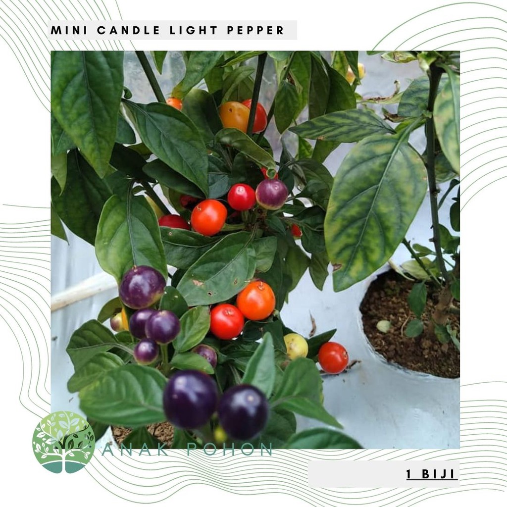 Benih Bibit Biji - Cabai Mini Candle Light Cabe Pelangi Rainbow Pepper Seeds