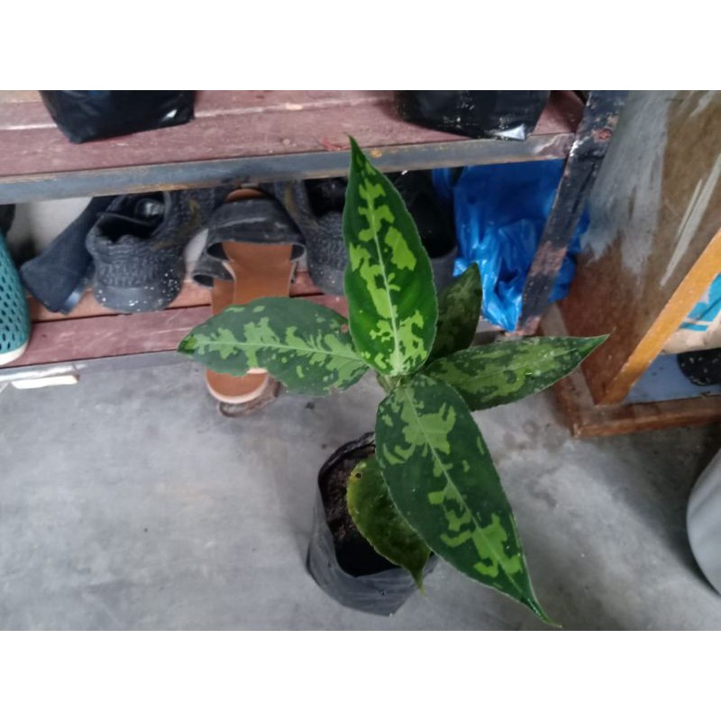 

pictum becolor