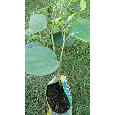 Bibit Stek Lada Perdu-Merica perdu