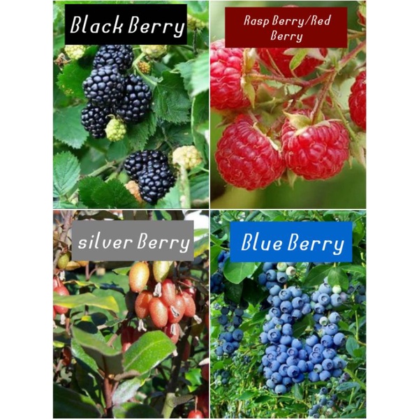 Paket Hemat, 4 Bibit Varian Berry, Black Berry, Rasp Berry / Red Berry, Silver Berry, Blue Berry
