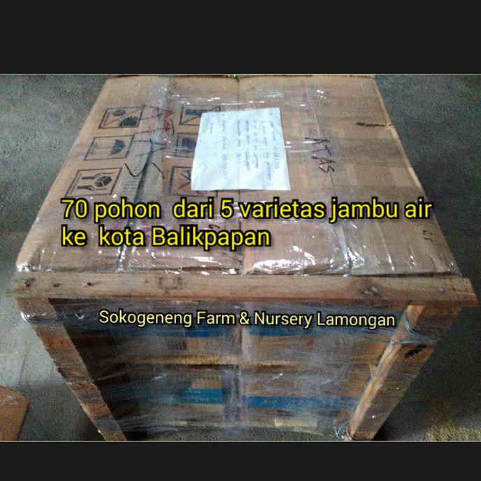 Agen Imp0r Bibit Jambu Air Madu Kesuma Merah Unggul Super Manis Sif ZnoolYDFJdaNoM
