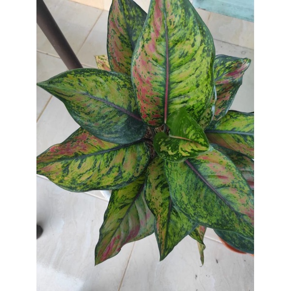 aglonema Heng heng Rimbun