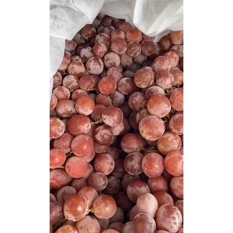 

BUAH ANGGUR MERAH RRC 500GRAM PROMO MURAH