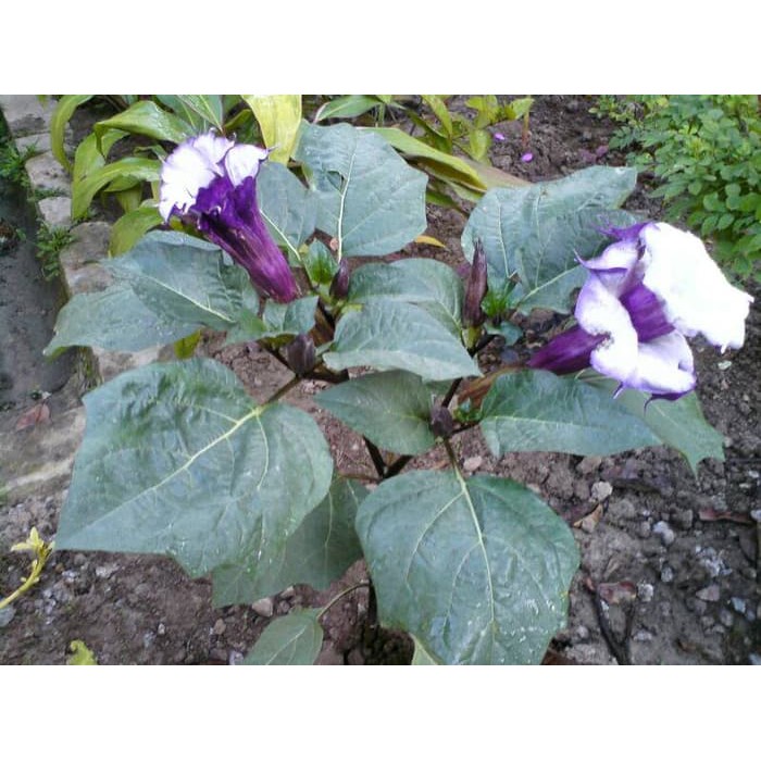 biji benih bunga kecubung ungu (12 biji)