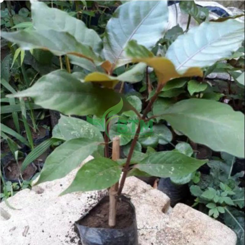 Bibit Daun Ungu Obat Wasir - Bibit Daun Ungu Handeleum - Daun Herbal