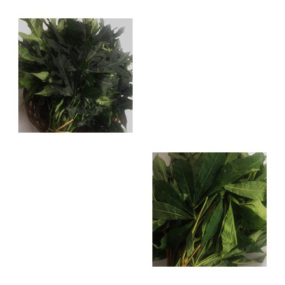 

Daun Singkong dan Daun Pepaya