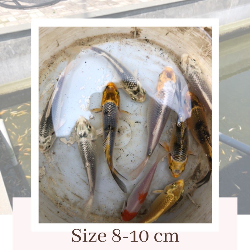 IKAN KOI BLITAR SATUAN 8-10 CM