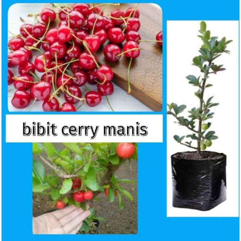 

bibit Cherry / COD