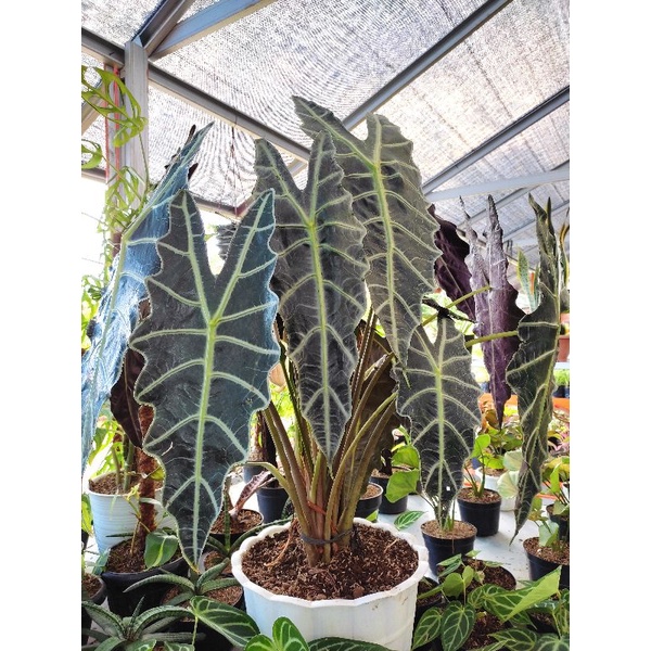 murah... KELADI AMAZON ASLI / BUNGA KELADI AMAZONE / KELADI TENGKORAK AMAZON /