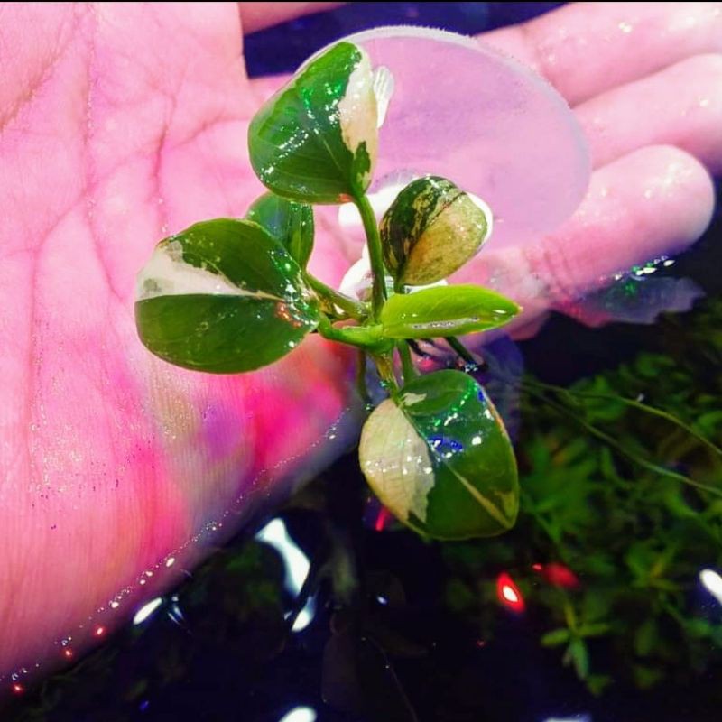Anubias Panda