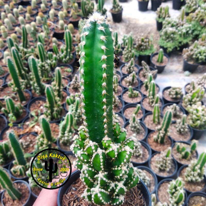 KAKTUS SKULEN - kaktus candi