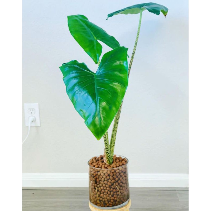 Tanaman Hias Alocasia Zebrina / Alokasia Zebrina Original impor