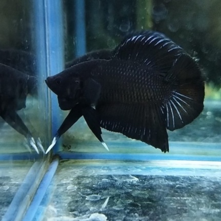 IKAN CUPANG PLAKAT DOUBLE TAIL /DTPK/PKDT BLACK LACE BATMAN SERIES 100% REALPICT (KODE AJ4)