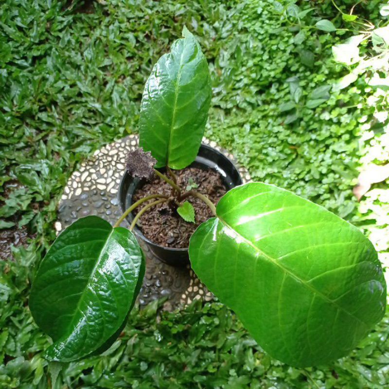 Dorstenia Elata || Tusuk Konde