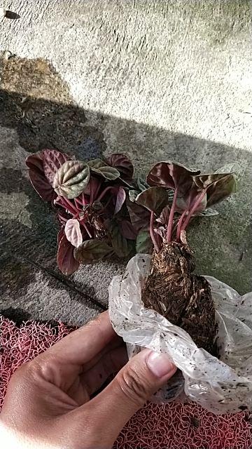 Peperomia Kerut Merah- Peperomia Caperata Red Riple