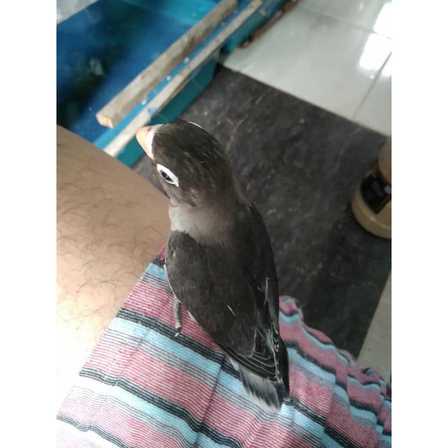 Diskon Besar2an Burung Lovebird Batman Burung Lb Jinak