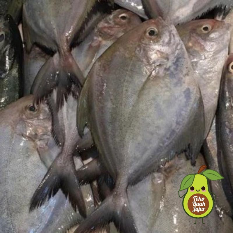 

IKAN BAWAL PUTIH LAUT FRESH 500Gr