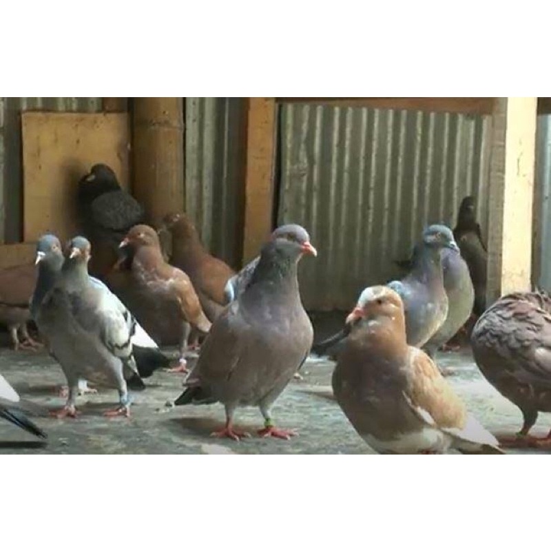 BURUNG MERPATI/DARA BALAP burung dara/burung merpati jantan/betina /manuk doro