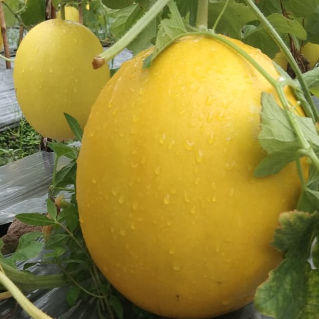 2 Benih Bibit Melon Golden F1 Hibrida Eksis Buah Buahan Melon Kuning Super Bintang Asia Tahan Virus Unggul