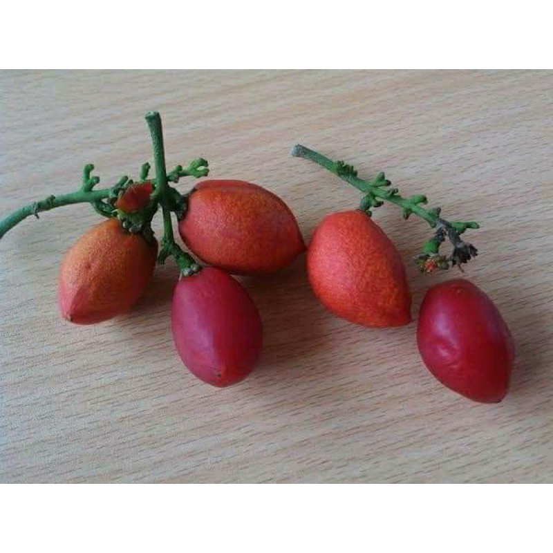 

bibit Kacang Amazone