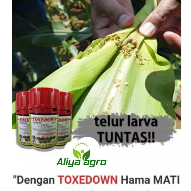 TOXEDOWN