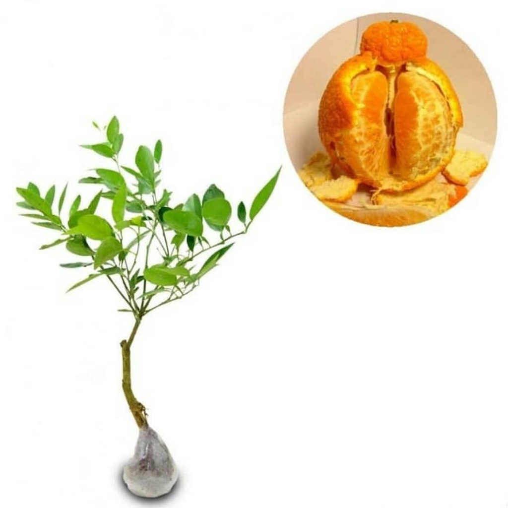 Booster pupuk bibit jeruk agar bisa berbuah dengan buah lebatcepat dan ber