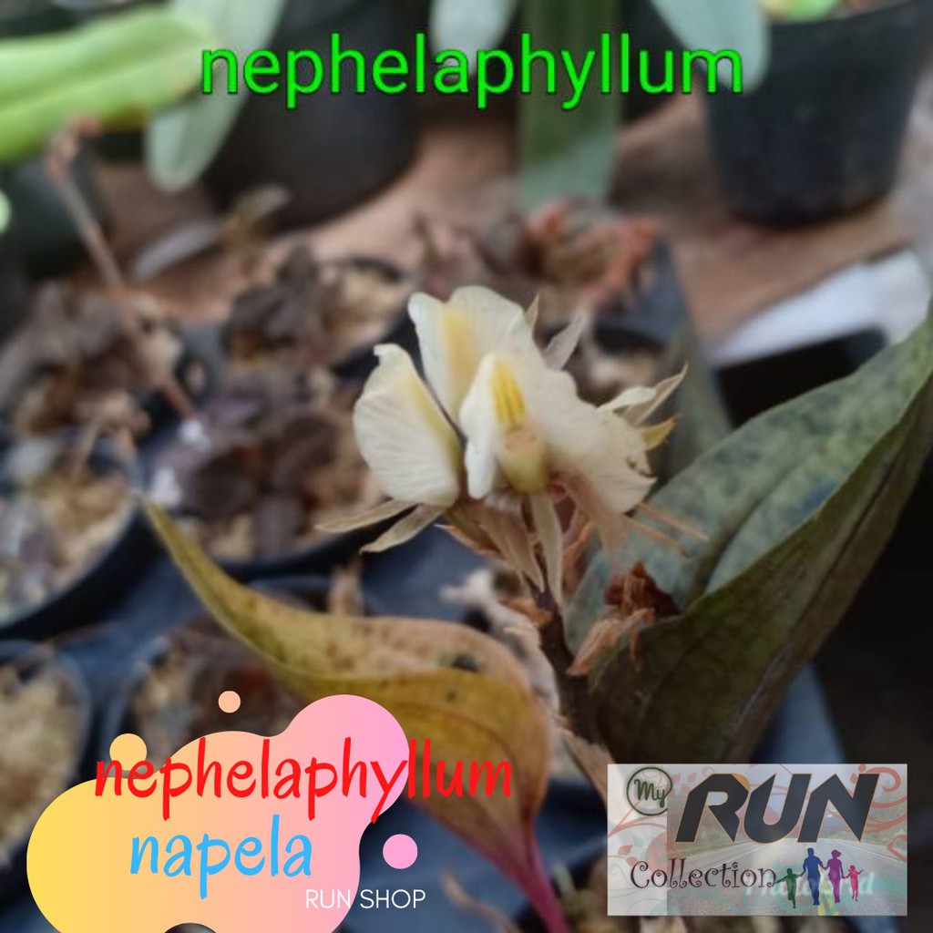 Anggrek Nephelaphyllum Napela Nepel Dewasa Siap Bunga
