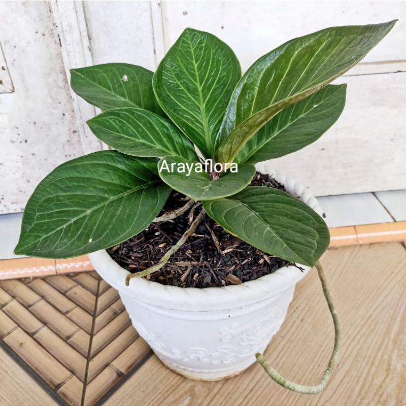 Anthurium jemani mangkok tornado murah
