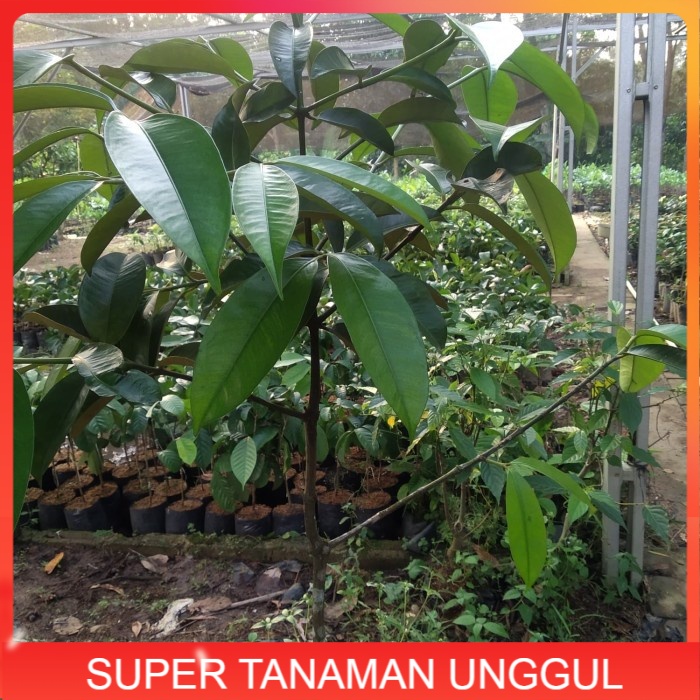 POHON MANGGIS SUPER TINGGI 1,5 METER
