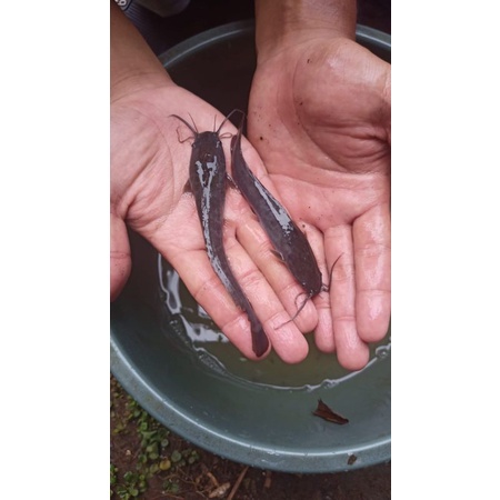 bibit ikan lele ukuran 10 11 cm