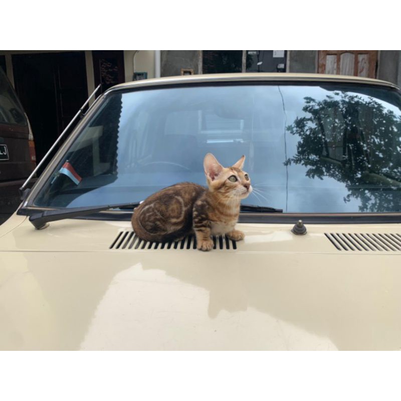 Jual MUNCHKIN KUCING MUNCHKIN KUCING CEBOL MUNCHKIN GENETA KITTEN