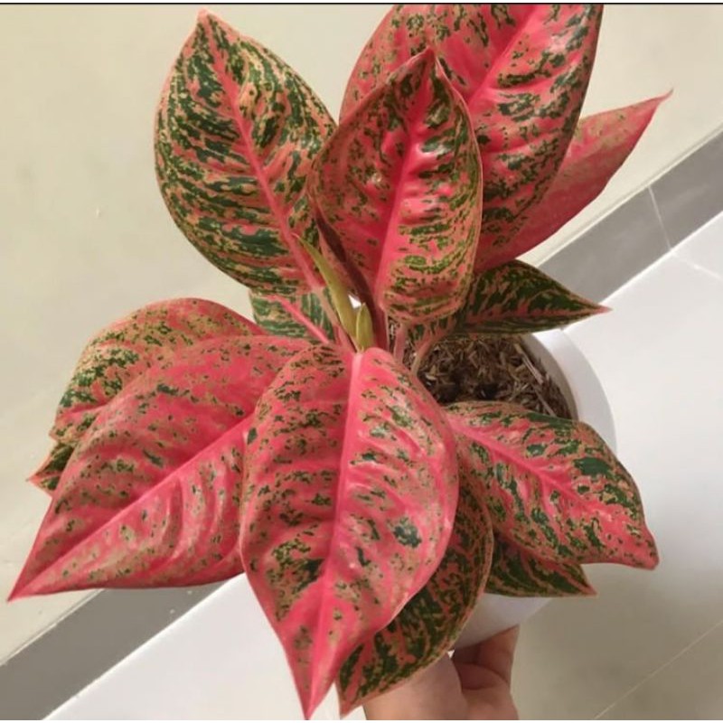 Bibit bonggol aglonema reanita / benih tanaman hias aglonema reanita