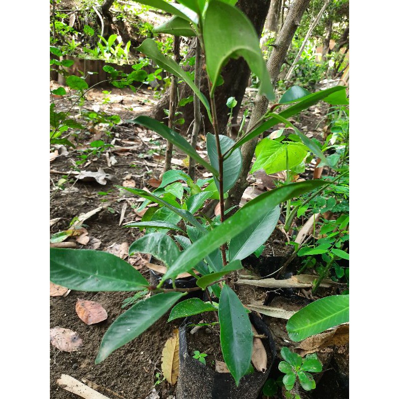 bibit bahan bonsai Iprik / preh / beringin bibis ( Ficus retusa )