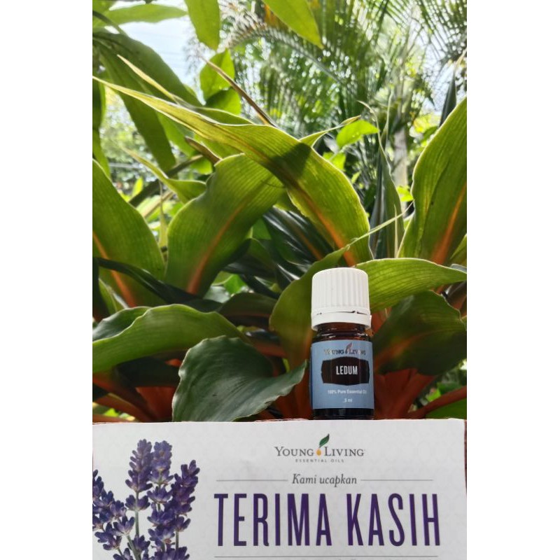 LEDUM 5ML ORI YOUNG LIVING
