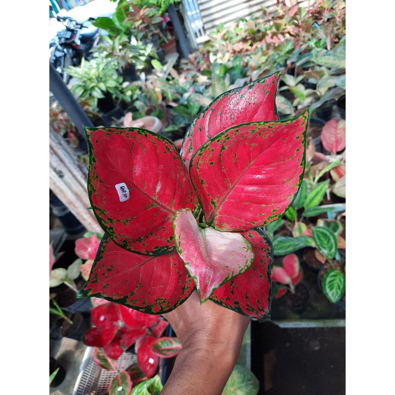 Aglaonema aglonema red Katrina