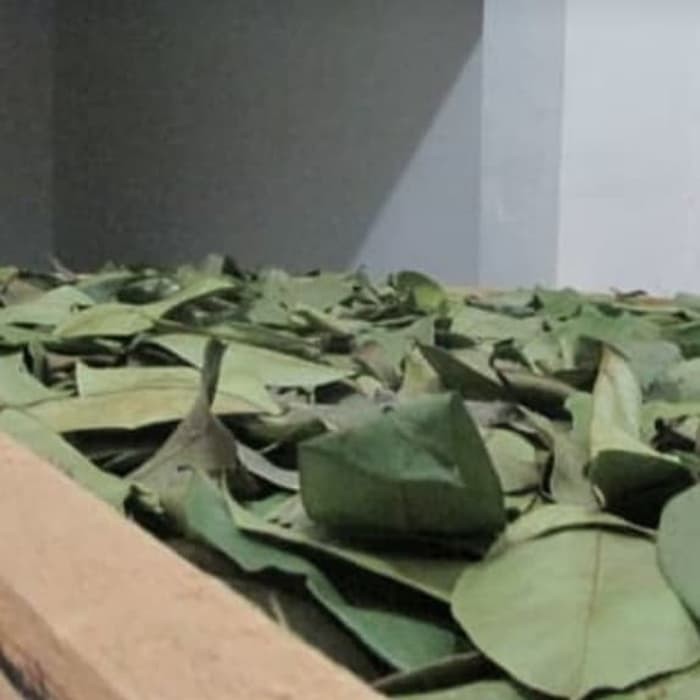 daun sirsak kering