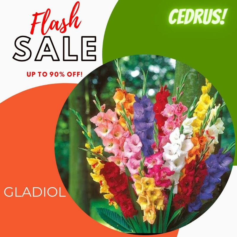 UMBI GLADIOL MIX Bibit Bunga - FLASH SALE