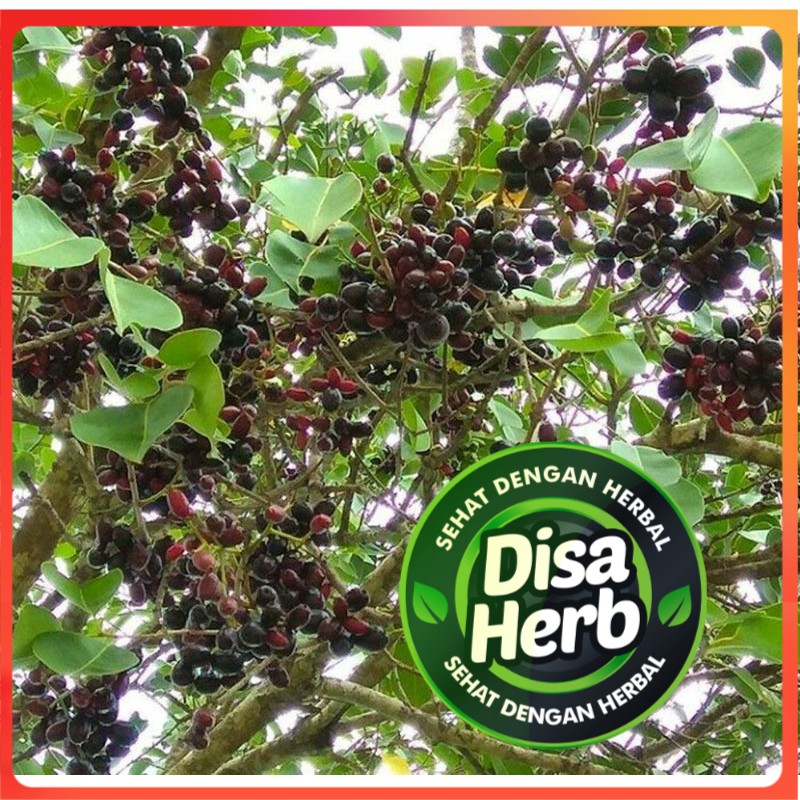 

KULIT POHON DUWET KERING 500 GRAM -Syzygium Cumini - MURNI - JSR - REMPAH - PREMIUM QUALITY