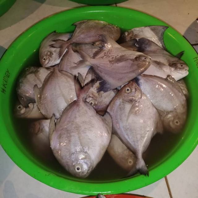 

Bawal laut
