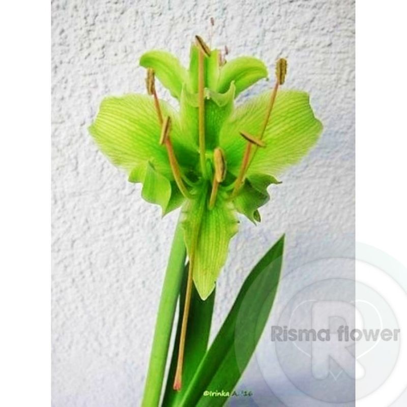 Tanaman hias pohon Bakung amarilis bunga green jumbo / bunga Bakung hijau besar