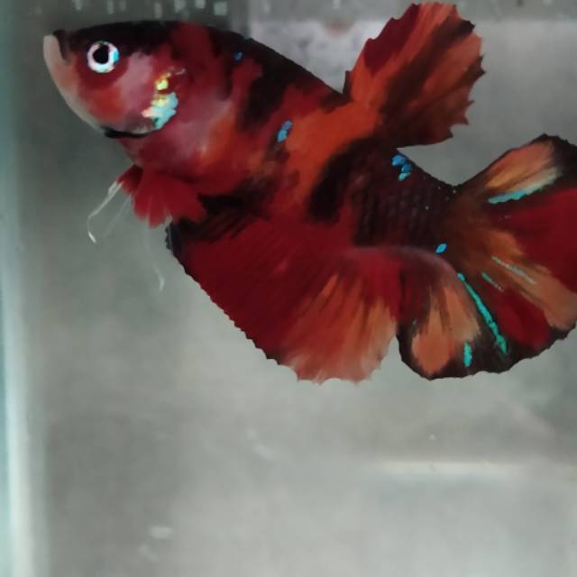 Ikan cupang nemo