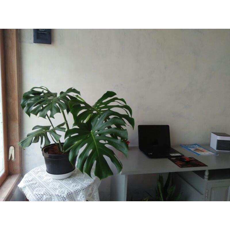 MONSTERA DELICIOSA DEWASA/INDUKAN MOSTERA DELICIOSA/MONSTERA DELICIOSA KING/MONSTERA GIANT LOVE_SHOP