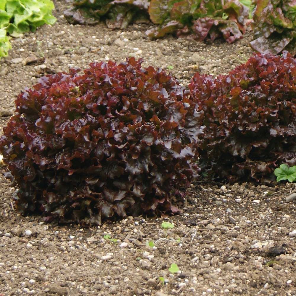 Benih-Bibit Selada Keriting Merah Red Salad Bowl (Haira Seed)