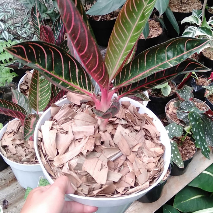 Aglonema RedSumatra