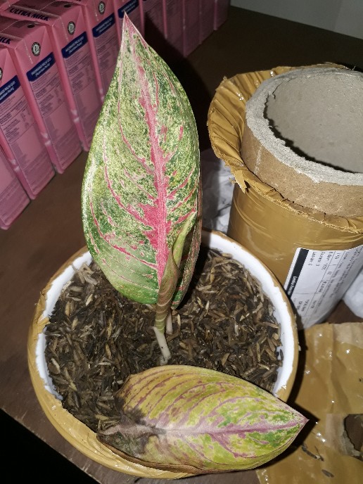 Bibit Aglonema Legacy Mangkok 2-3 Daun