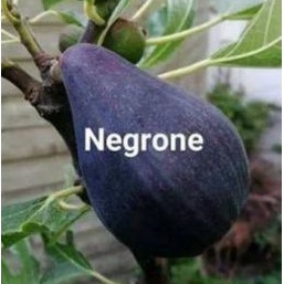 bibit buah tin negrone sangat manis mudah berbuah