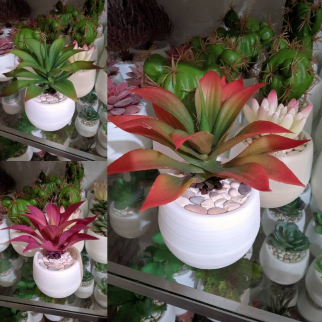 Sukulen palsu bromelia dalam pot plastik 7 cm