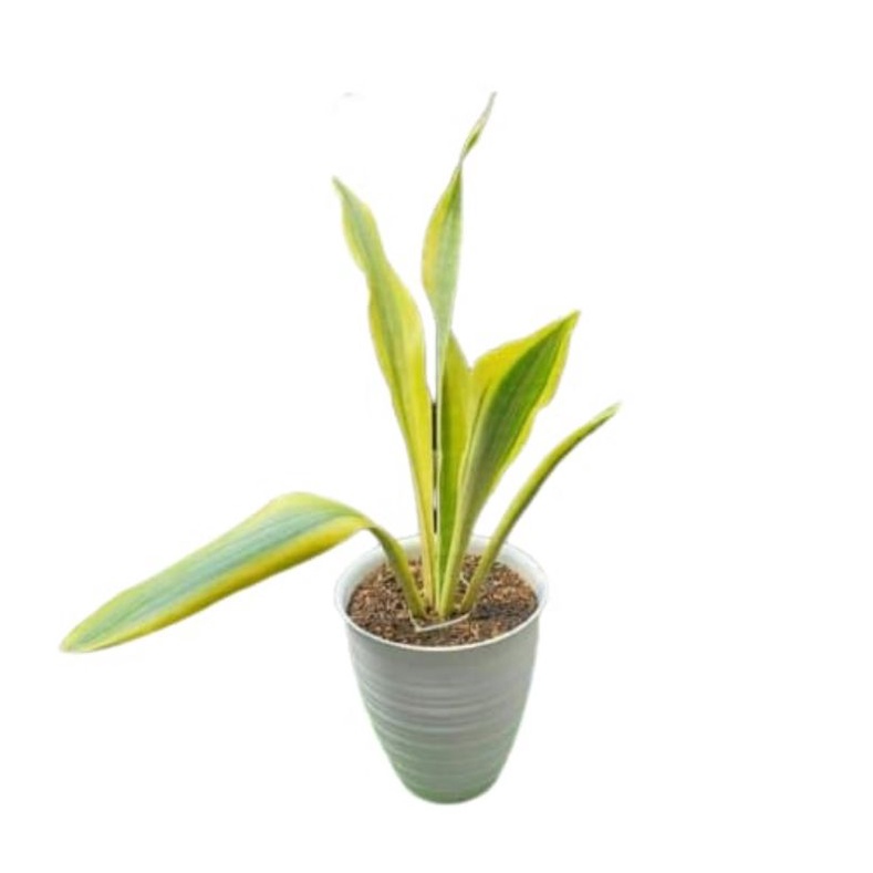 Lidah mertua Sansevieria Guineensis Sarah Huffman Varigata Sanseviera sanse sansevieria